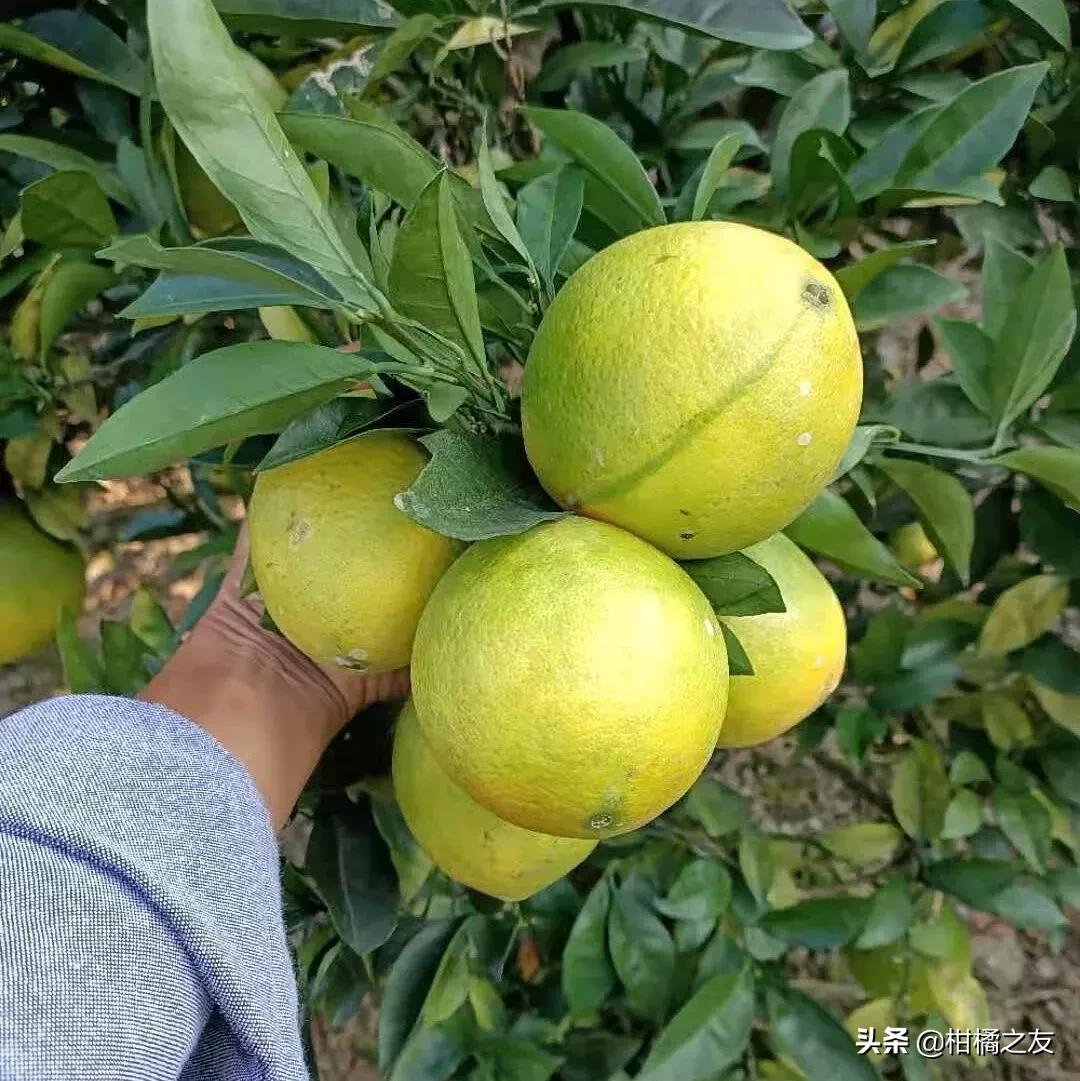 今秋砂糖柑价格,贺州市钟山县贡柑青果