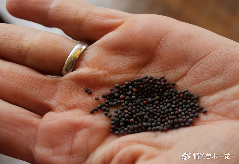 绿山墙的安妮全部解读,绿山墙的安妮内容提纲