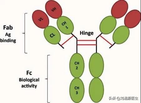 「免疫相关不良妊娠答疑解惑45」——抗TNF-α生物制剂
