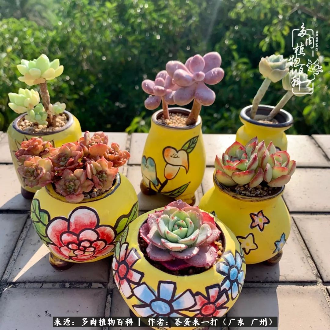 在冬日阳光下，记一个多肉小白的养肉历程