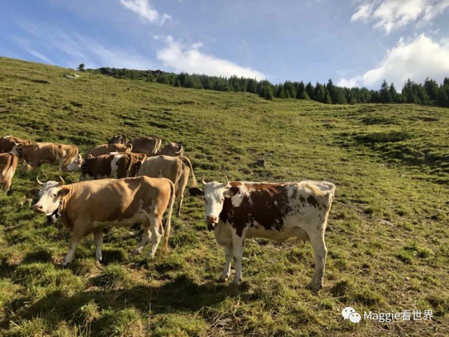 除了美，一无所有！跟我一起去体验瑞士欧洲之巅的旅程吧！