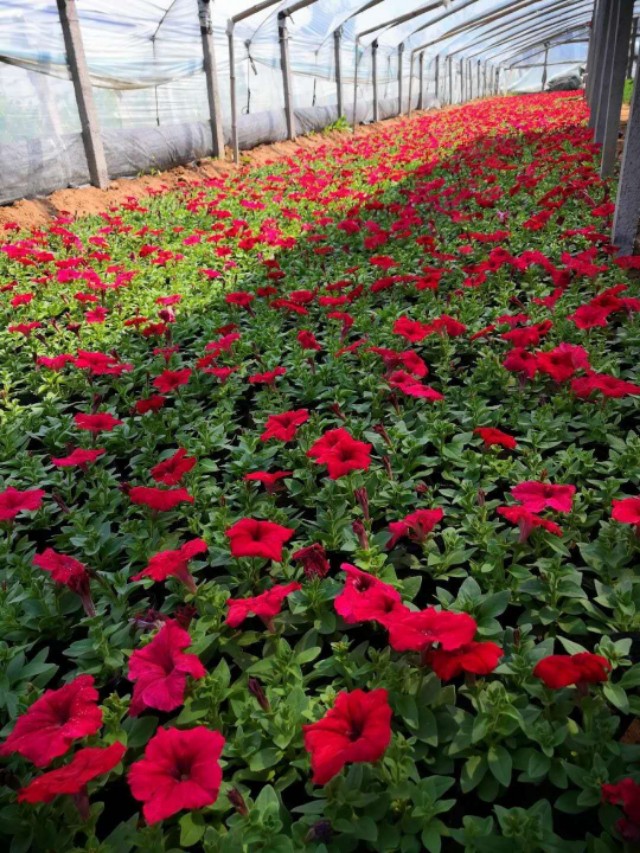 青州市芳润花海景观草花苗木,青州草花地被苗木供应