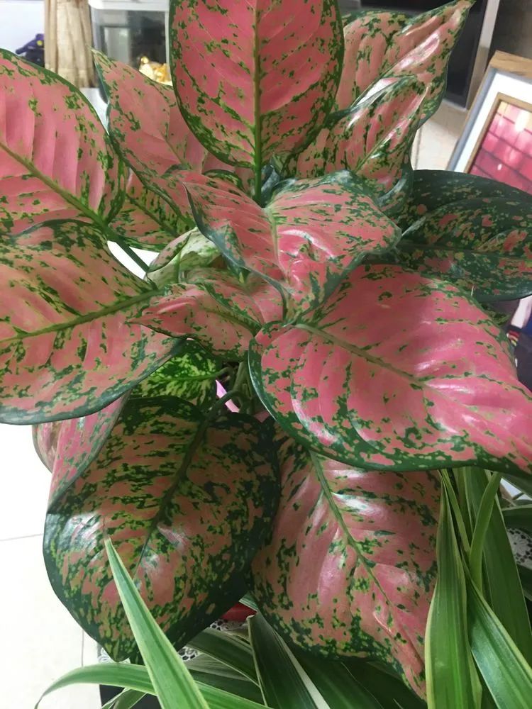 2021牛转乾坤砥砺前行,2021年牛转乾坤时来运转