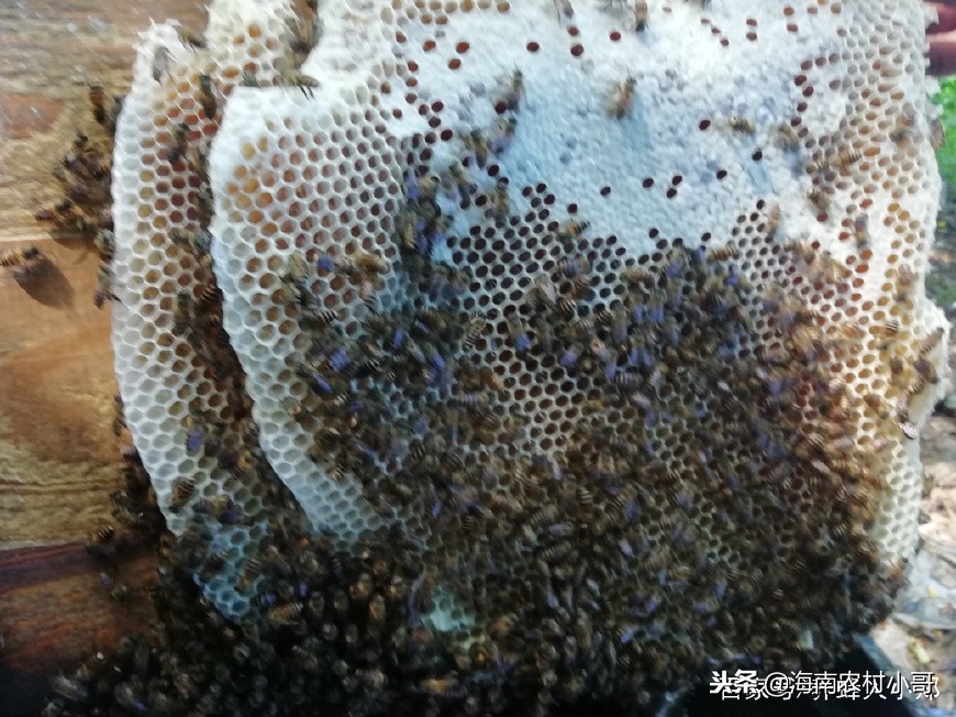 蜜蜂失王后没有幼虫,蜜蜂认巢与失蜂王区别