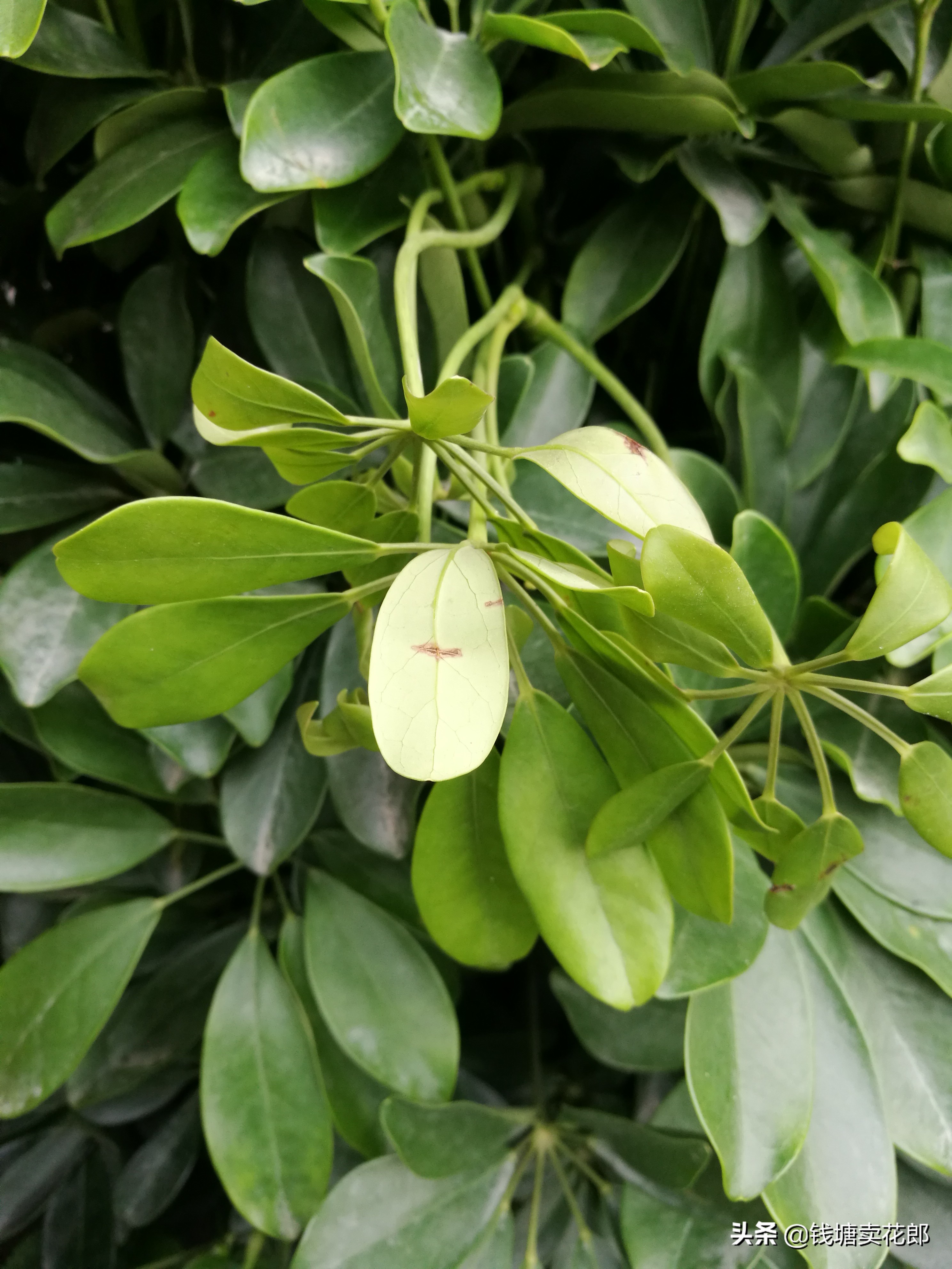 鸭掌木刚栽上叶子耷拉变软怎么办,鸭掌木叶子耷拉变软也不长怎么办