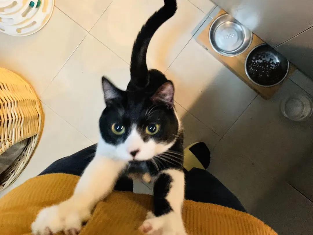 跟着我们猫狗大联盟，你会有喵的！黄阿姨猫咪领养专场