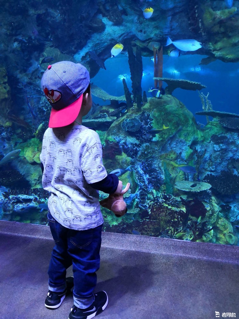 珠海长隆海洋王国攻略2天亲子游,珠海长隆海洋王国亲子游北极熊