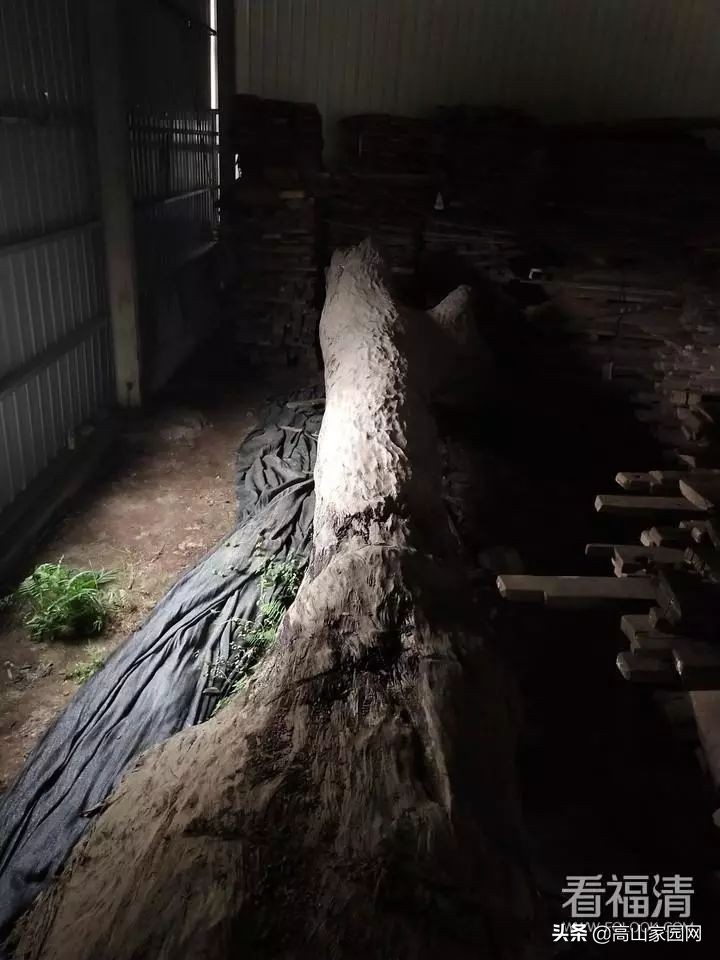 福清老板拥有的一根木头,能值600万?