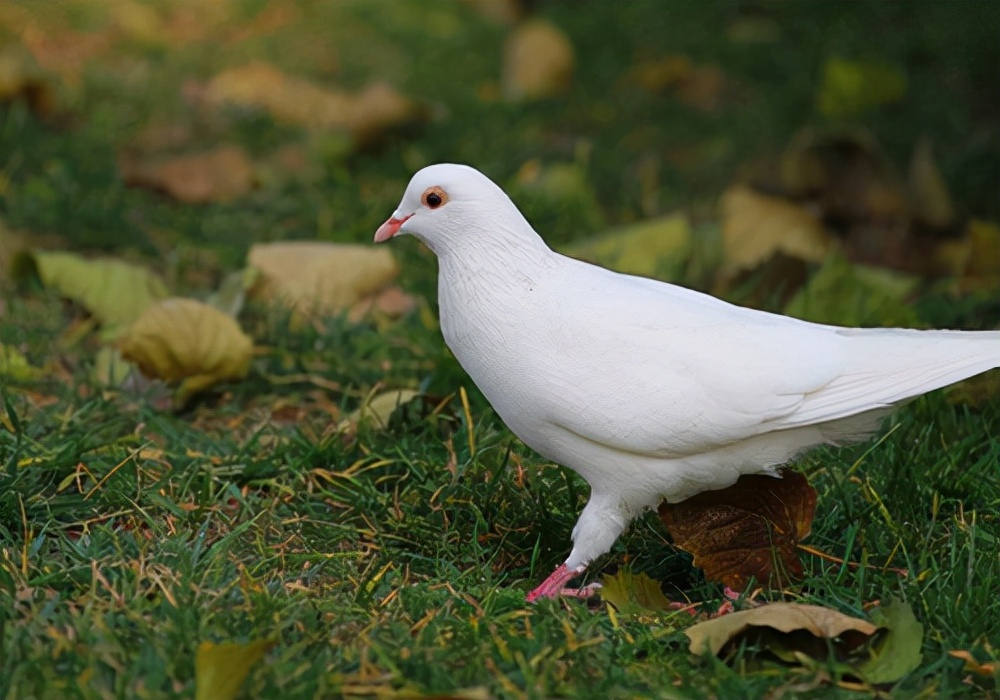 如何预防幼鸽子单眼伤风,养鸽子怎么防治流感