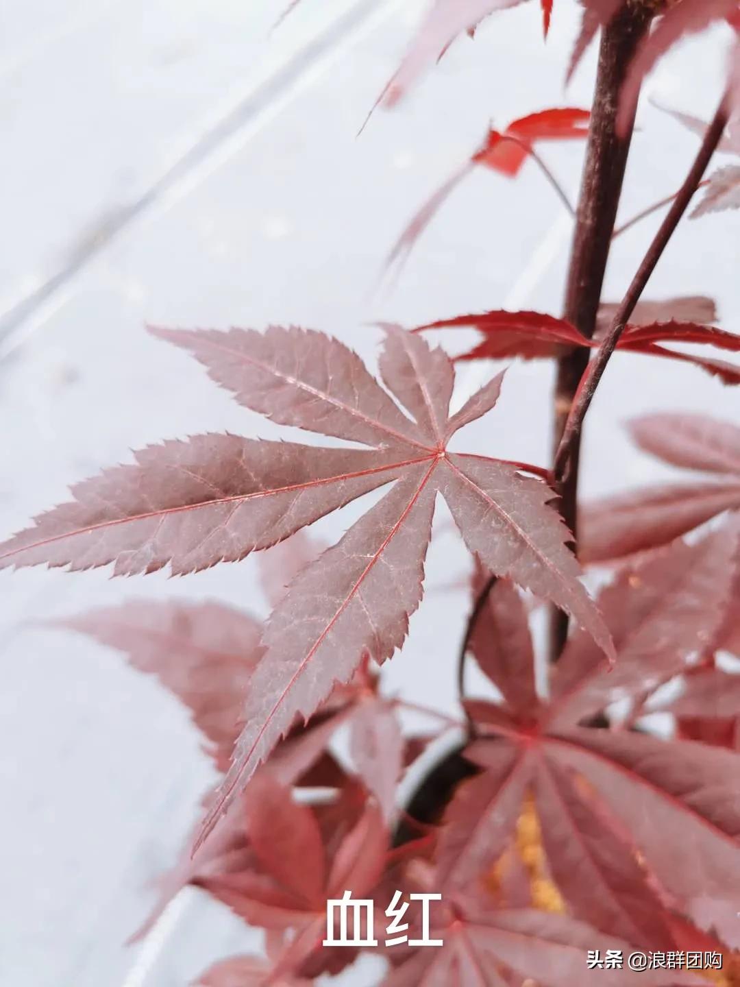 中式庭院藤类植物,枫树和紫藤