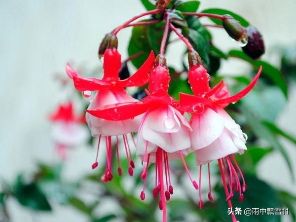 倒挂*钟金**落花怎么办?教你做好这5点,倒挂*钟金**花开艳丽满枝头