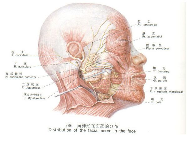面神经炎最快的恢复办法,面神经炎的症状