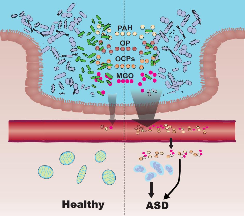 我国学者证实，肠道菌群排毒功能受损导致毒素积累，引发自闭症