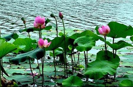 荷花寓意好运,荷花的寓意和预兆