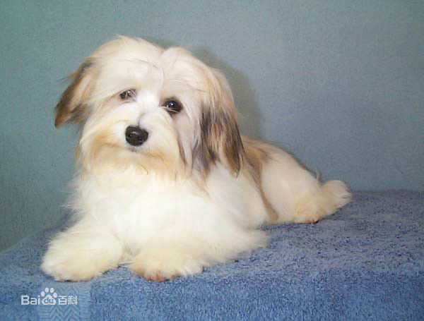 不掉毛无体味性格温顺的小型犬,宠物狗大全表