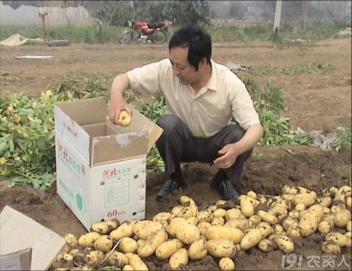 马铃薯免耕栽培技术视频,马铃薯高产栽培技术的参考文献