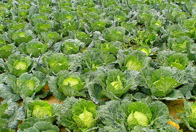 大白菜干烧心喷什么药最好,大白菜干烧心最有效的防治方法