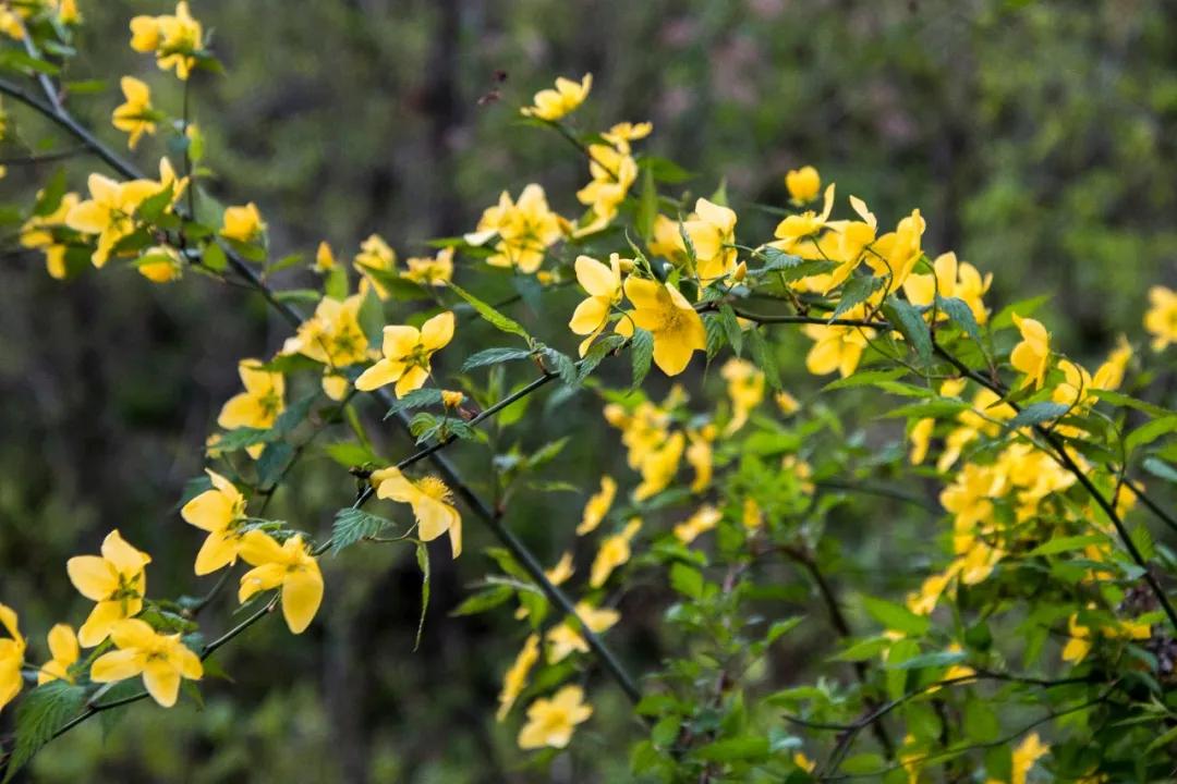 汉中周边踏青的好地方有哪些,汉中乡村游秘境