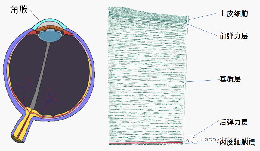 洞察超乳术后角膜的水肿