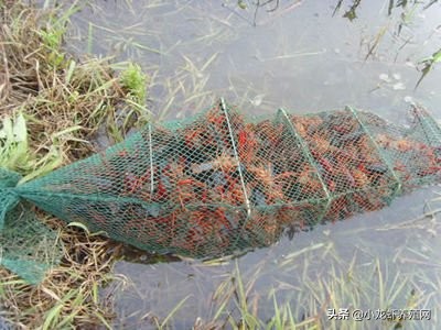 新手养殖小龙虾怎么养,新手养殖小龙虾第一步怎么弄