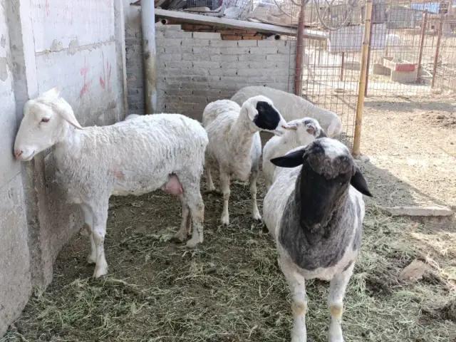 养殖羊夏季的常见疾病,夏季羊病有哪些