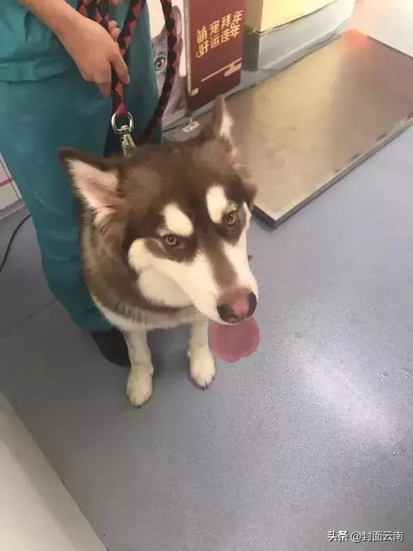 云南省执业兽医考试哪里考,云南执业兽医好考吗