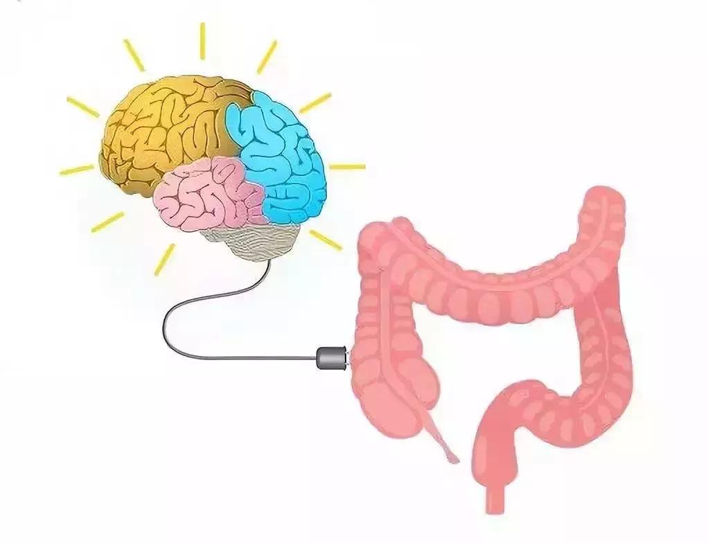 微生物脑肠轴介绍,微生物肠脑轴关系图