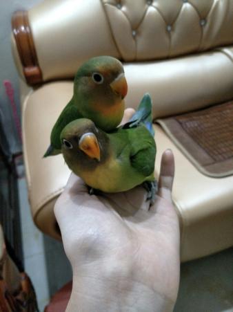 从雏鸟长到成年要多长时间,刚出壳的幼鸟大鸟怎么喂养幼鸟