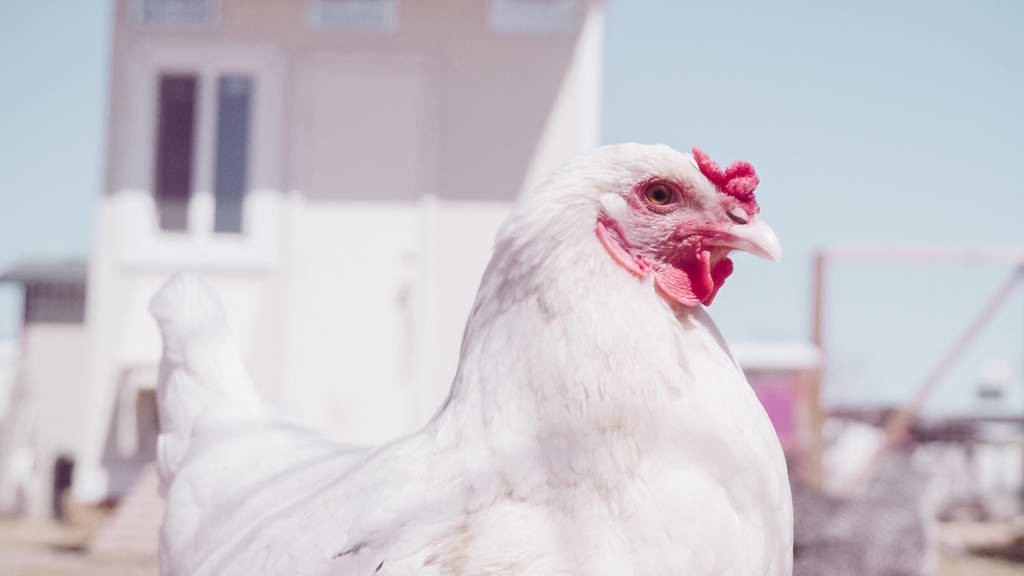 鸡群忽然惊叫是什么原因,鸡群死亡怎么治