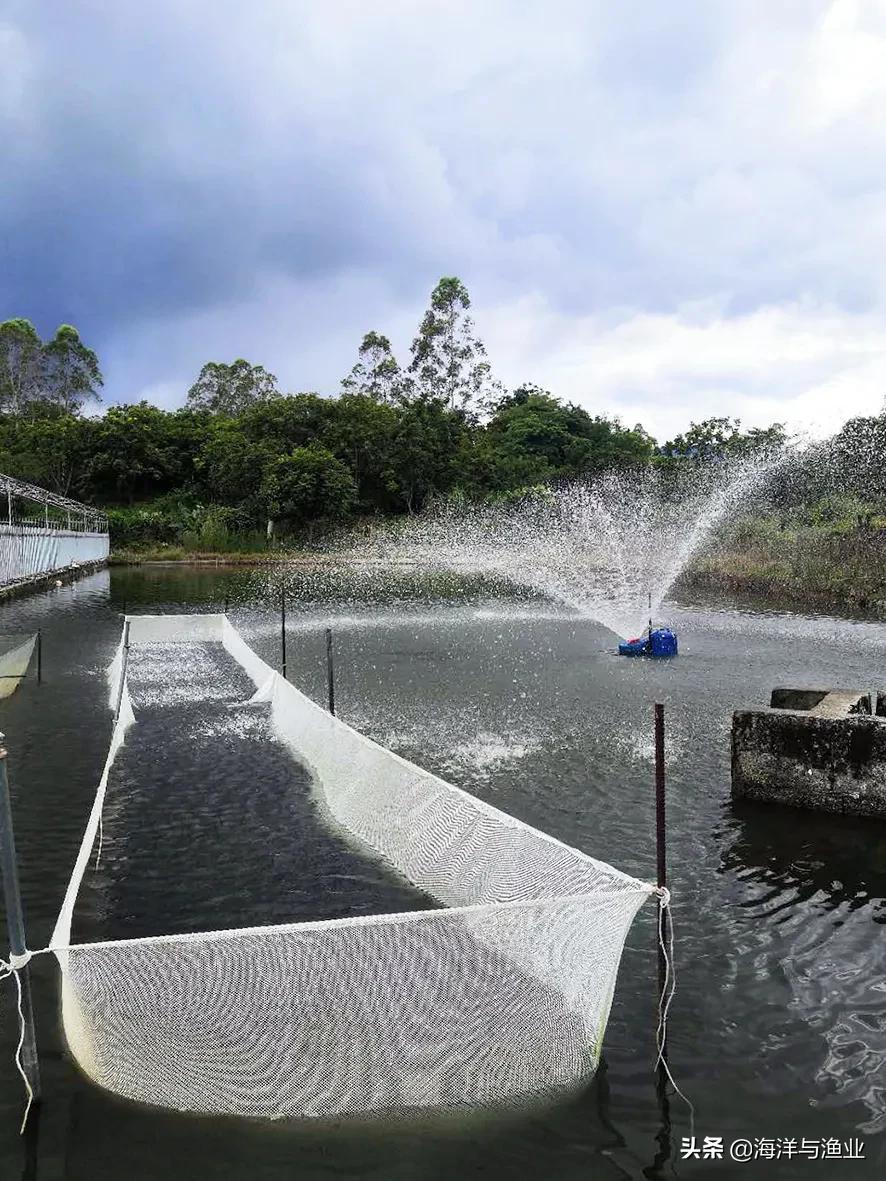 广东淡水白鲳鱼苗养殖,广州淡水鲳鱼苗养殖基地