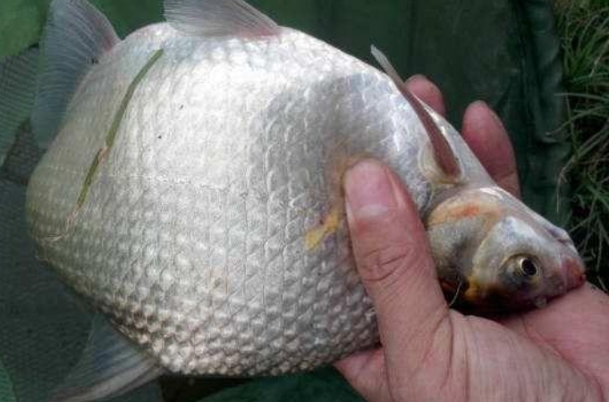 气温零下钓鳊鱼,气温高怎么钓鳊鱼最好吃