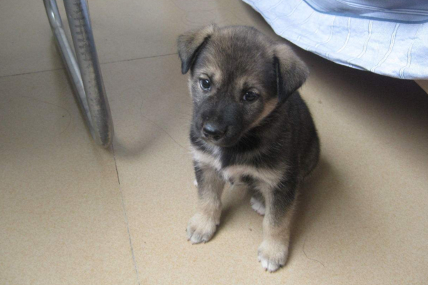 中华田园犬不娇贵,中华田园犬新手饲养攻略