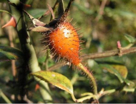 秦伯未八纲辨证,秦伯未治脾胃八法