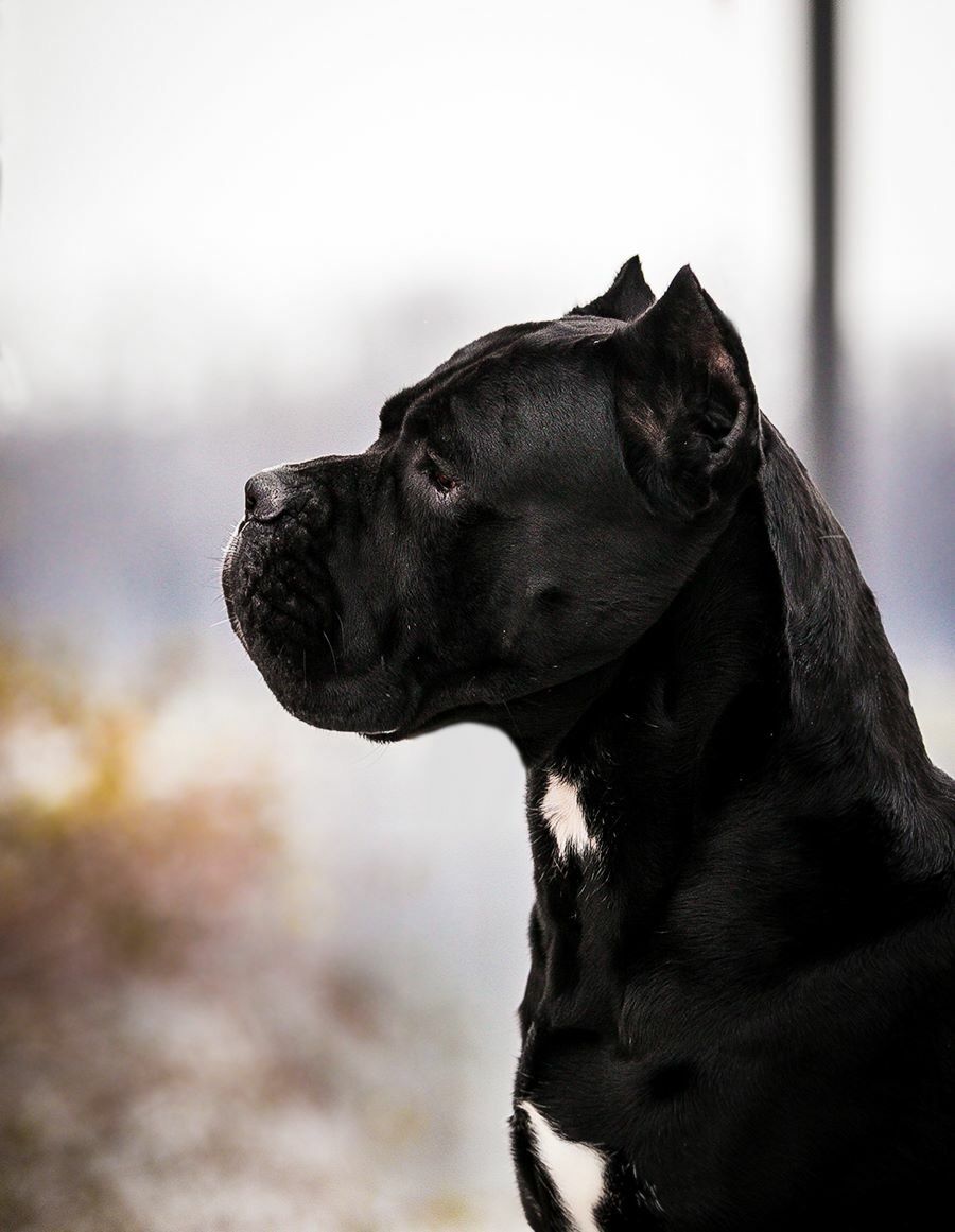 最好的十种猛犬都是哪几种,十大猛犬哪些犬对主人最真诚