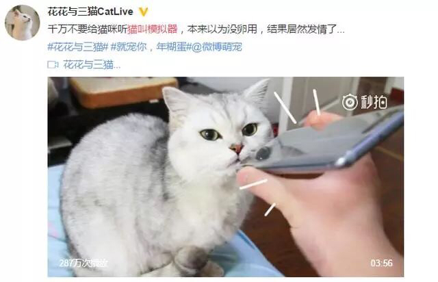铲屎官学猫叫猫咪会有什么反应,猫咪被铲屎官捉弄