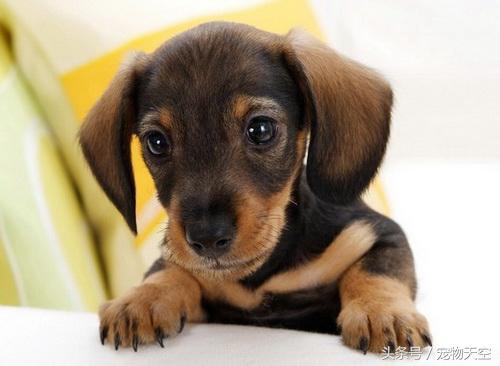 狗狗呕吐一般是什么原因导致的呢,引起狗狗呕吐的原因