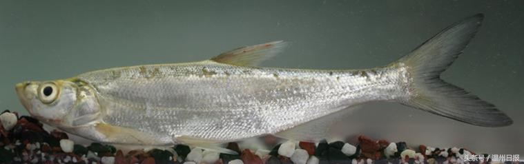 瓯江流域温州段鱼类图谱,温州淡水鱼大全