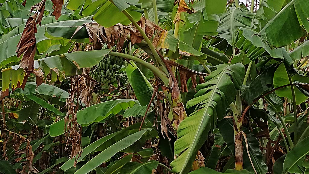 柬埔寨都有啥水果和特产,柬埔寨那些奇葩水果