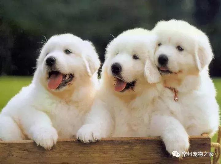 汪身上味道很大怎么办？在线等！挺急