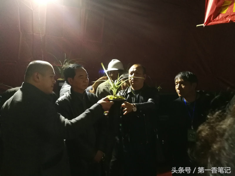 2020年云南兰花展获奖图片,2018年昆明兰花展精品图片