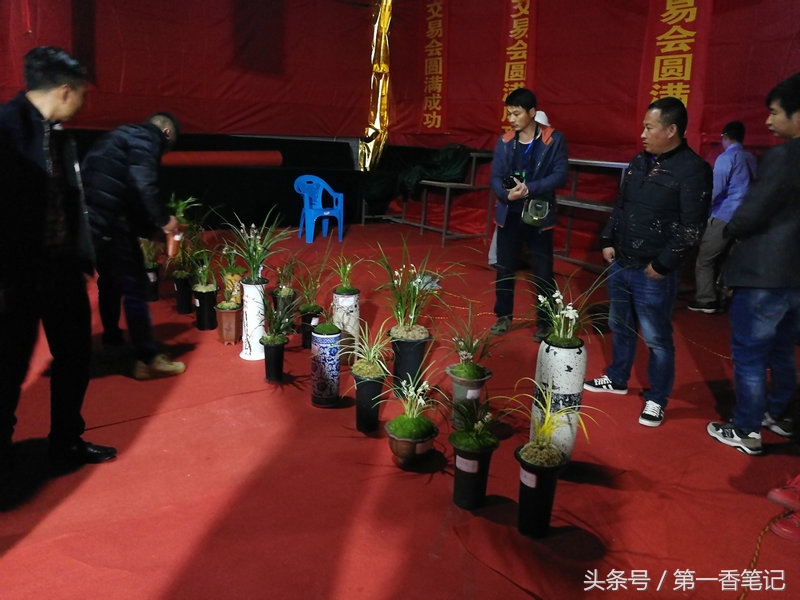 2020年云南兰花展获奖图片,2018年昆明兰花展精品图片