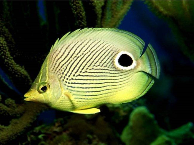 五彩缤纷绚丽多彩的观赏鱼,多彩缤纷的热带鱼图片