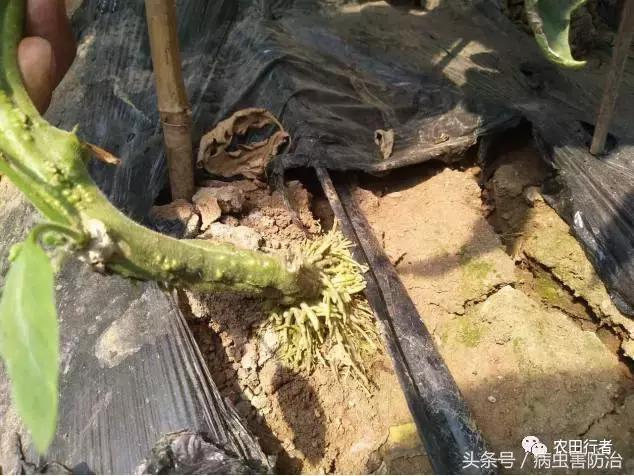 西红柿溃疡病这样防治，再得病别怨没和你说！