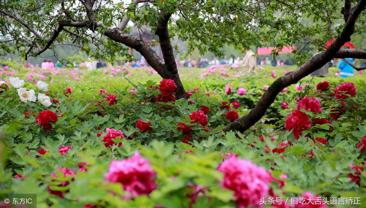 大舌头绕口令练习,绕口令锻炼唇舌力度纠正错误发音