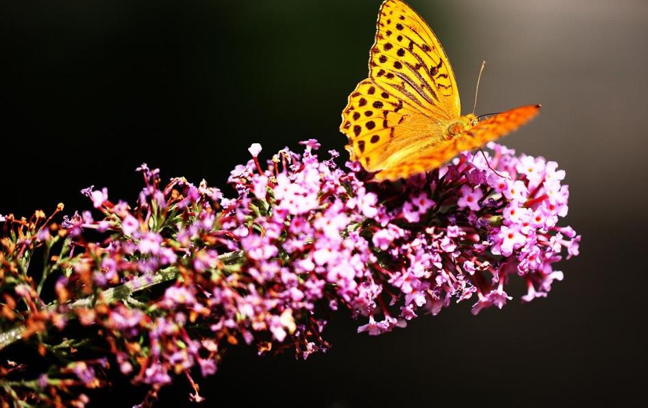 日子的滋味美文,小日子过得不错的美文