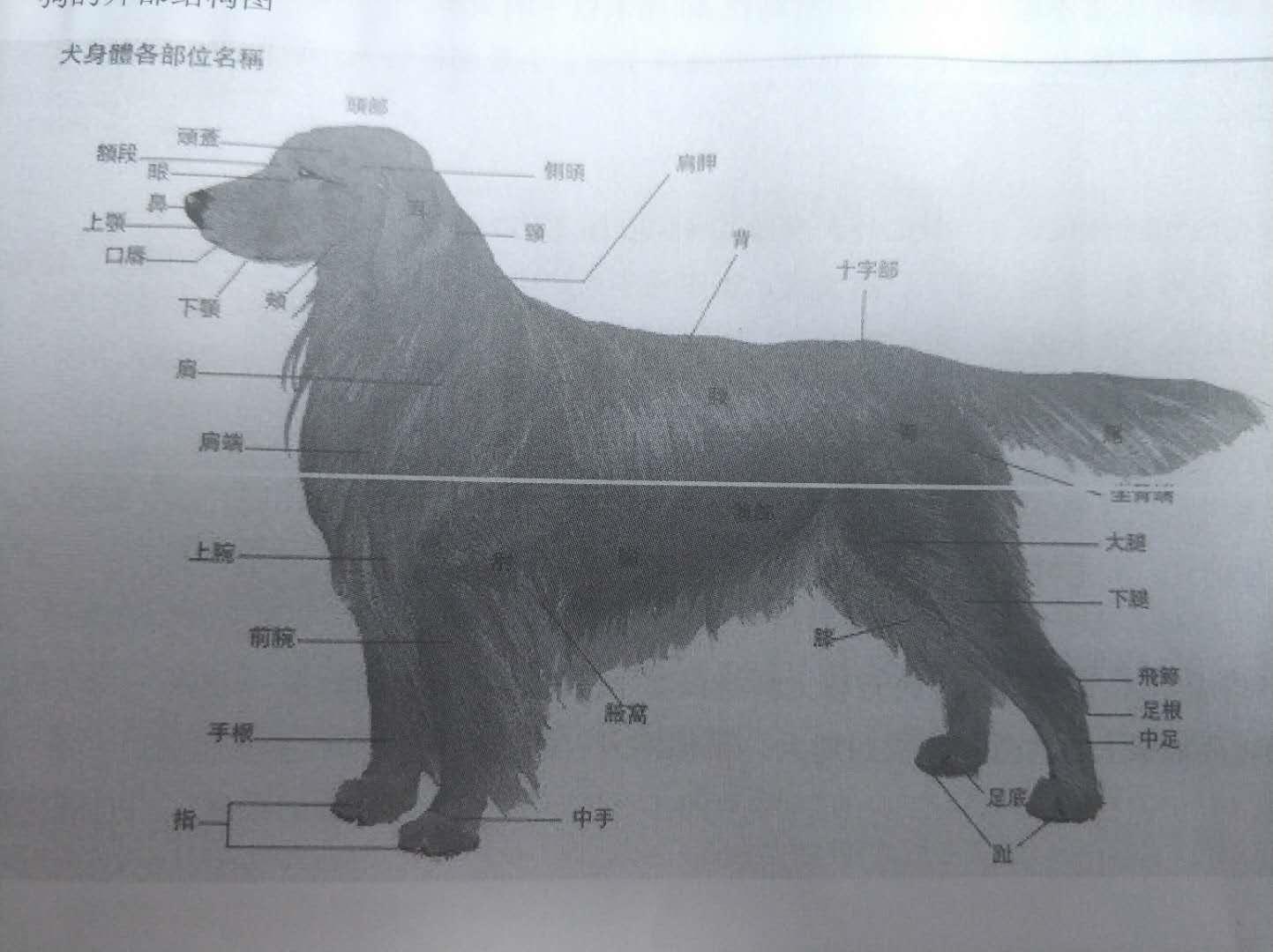 狗生殖生理解剖结构,狗的生理常识