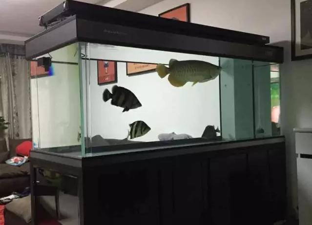 泰虎和印尼虎区别是什么,印尼虎和泰虎一起养