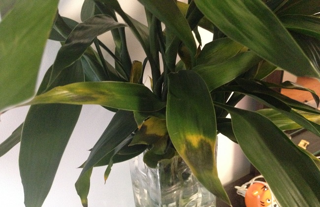 富贵竹叶子发黄蔫了怎么办,富贵竹叶子发黄后怎么办