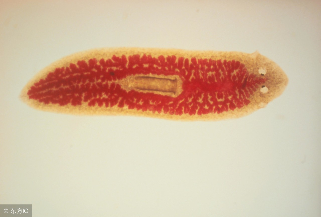 肛门瘙痒出血是什么原因,成年人的肛门瘙痒是什么原因