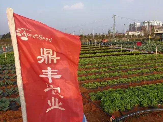 北京鼎丰生菜种子,专注成就专业品质铸就品牌